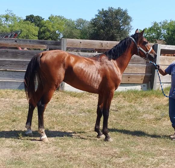 ARABIAN HORSES FOR SALE, SAN ANTONIO TEXAS AREA